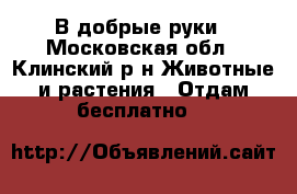В добрые руки - Московская обл., Клинский р-н Животные и растения » Отдам бесплатно   
